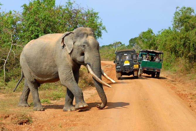 Super Luxury Jeep Safari at Yala National Park - Getting picked up near Yala, Tissamaharama, or Katharagama