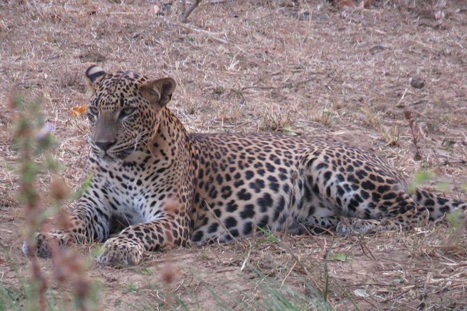 Super Luxury Jeep Safari at Yala National Park - Morning or afternoon: choosing the better fit