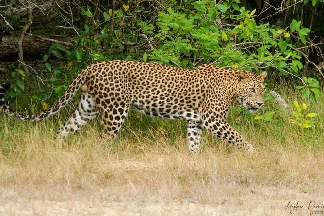 Super Luxury Jeep Safari at Yala National Park - What is included, and what you need to arrange