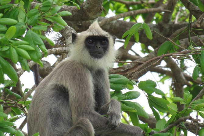 Super Luxury Jeep Safari at Yala National Park - Cancellation and booking points to check