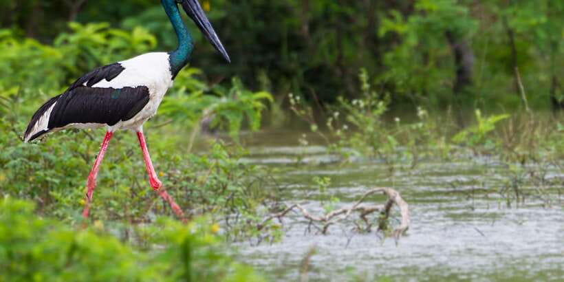 Tangalle/Hiriketiya/Mirissa/Galle: Ella Transfer & Yala Tour - What you might see in Yala