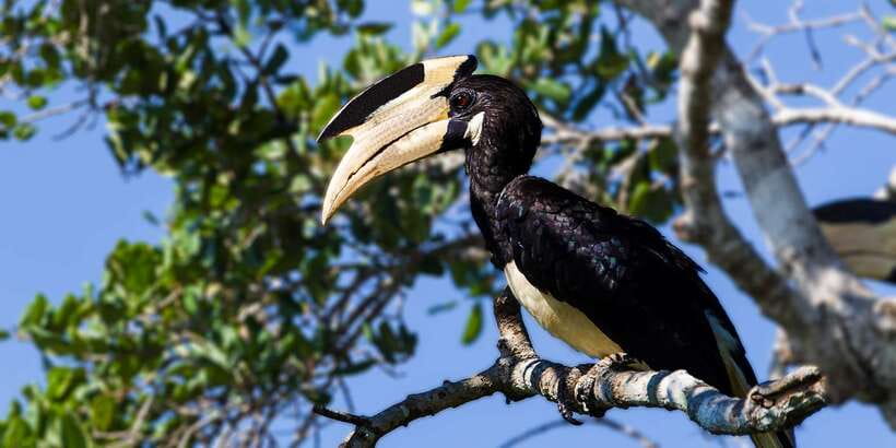 Tangalle/Hiriketiya/Mirissa/Galle: Ella Transfer & Yala Tour - Price, extra fees, and what you really pay