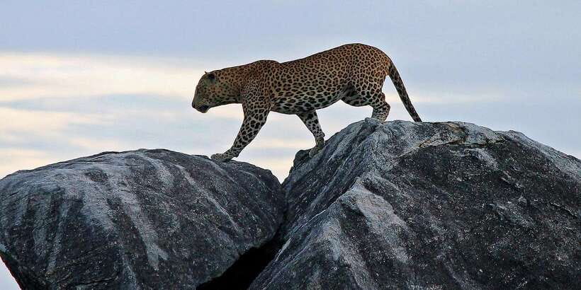Tangalle/Hiriketiya: Udawalawa Safari & Elephant Transit Hom - A guide can make or break the wildlife search