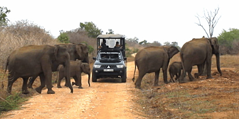Tangalle/Hiriketiya: Udawalawa Safari & Elephant Transit Hom - What the $62 price really means