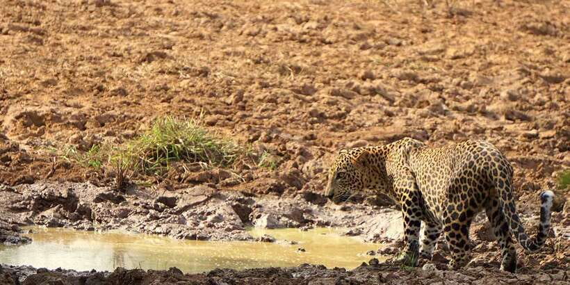 Tangalle/Hiriketiya: Udawalawa Safari & Elephant Transit Hom - Who should book this safari