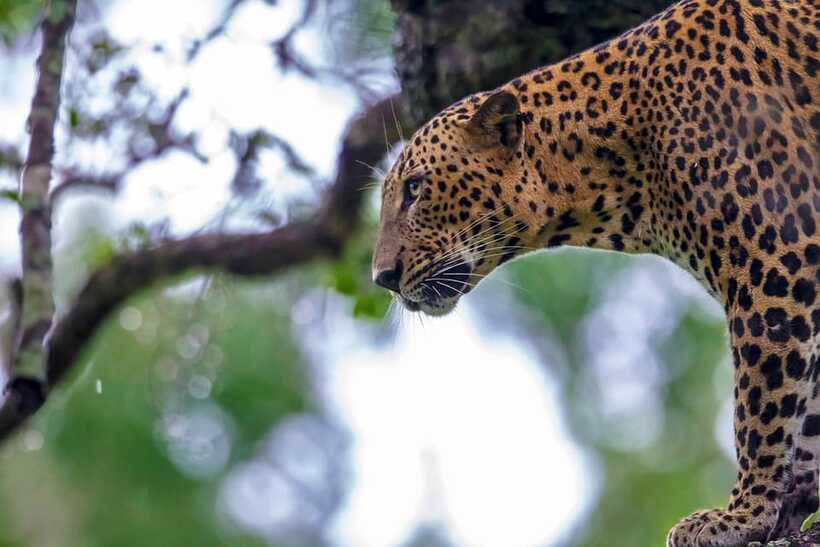 Tangalle/Hiriketiya: Yala National Park Safari in a 4x4 - What the seven-hour schedule feels like