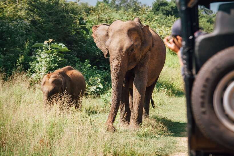 Tangalle/Hiriketiya: Yala National Park Safari in a 4x4 - Should you book this Yala safari?