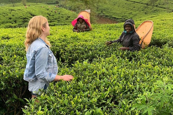 Tea Fields & Factory Tour - Starting in Norwood at 3:00 pm