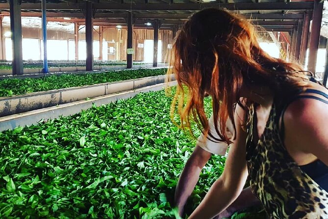 Tea Fields & Factory Tour - Watching the leaves reach the weighing stations