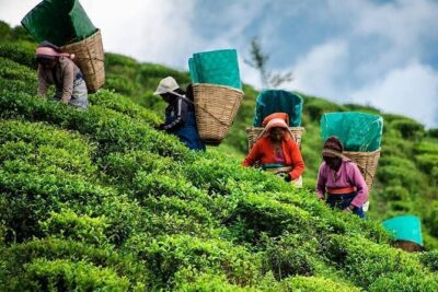 Tea Fields & Factory Tour