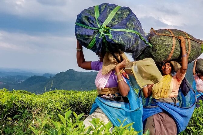 Tea Fields & Factory Tour - Following tea through the factory