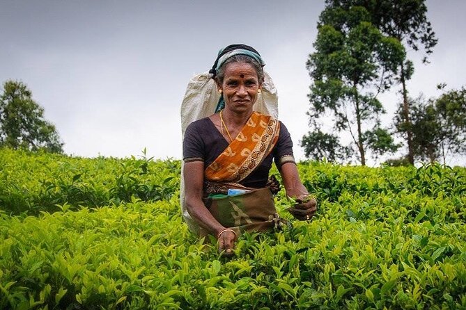 Tea Fields & Factory Tour - Ending with freshly brewed tea