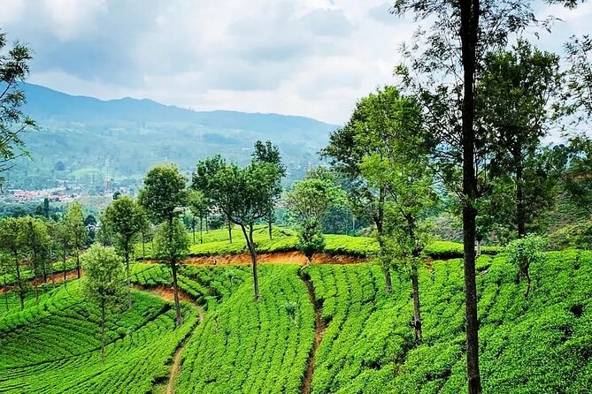 Tea Fields & Factory Tour - Who will enjoy this tea tour most
