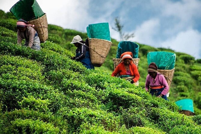 Tea Fields & Factory Tour - Walking among the tea plants