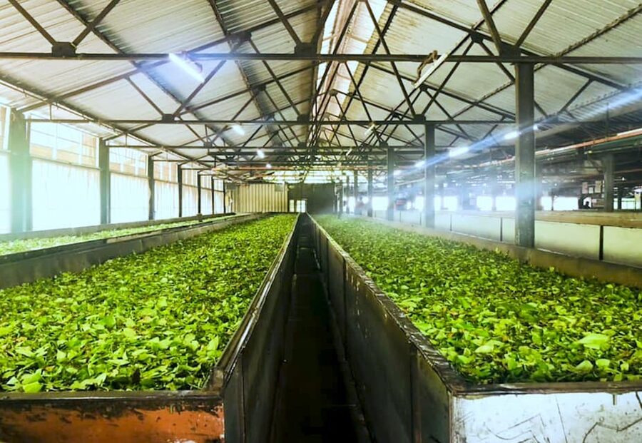 Tea Plucking and Tea Factory: Visit from Nuwara Eliya - Should you book this Nuwara Eliya tea tour?