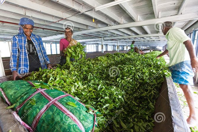 Tea Plucking and Tea Factory: Visit from Nuwara Eliya - From Nuwara Eliya to the tea fields