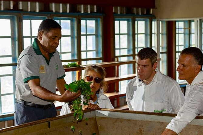Tea Plucking and Tea Factory: Visit from Nuwara Eliya - Following the leaf inside the factory