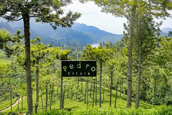 Tea Plucking and Tea Factory: Visit from Nuwara Eliya - Tasting Ceylon tea at the source