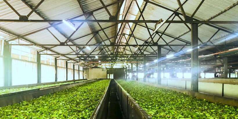 Tea Plucking and Tea Factory: Visit from Nuwara Eliya - Highland views and useful photo stops