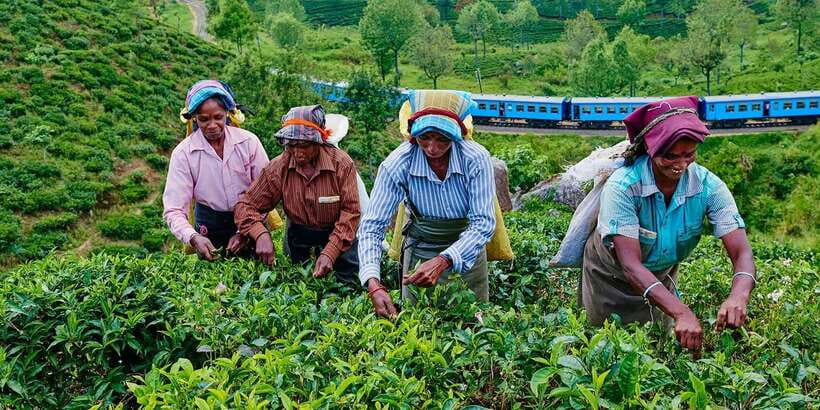 Tea Plucking and Tea Factory: Visit from Nuwara Eliya - What the $53 price gives you