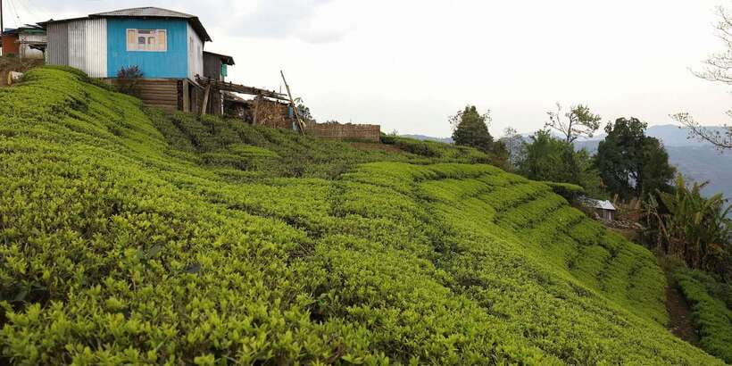 Tea Plucking and Tea Factory: Visit from Nuwara Eliya - Who will enjoy this tea visit most