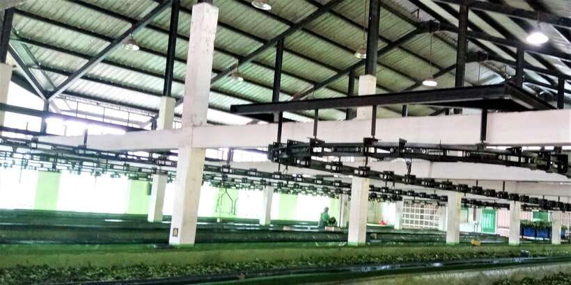 Tea Plucking and Tea Factory: Visit from Nuwara Eliya - Practical tips before you book