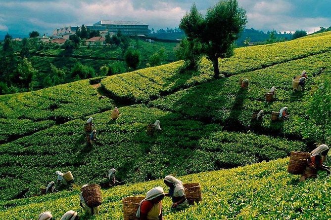 Tea Plucking and Tea Factory: Visit from Nuwara Eliya - Pedro Tea Factory and the art of plucking