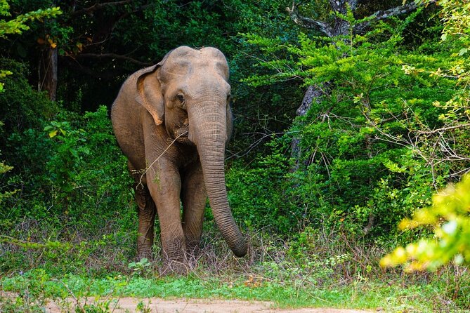The Best Safari tour from Hambantota Port (Janaka safari) - What you can expect inside Yala National Park