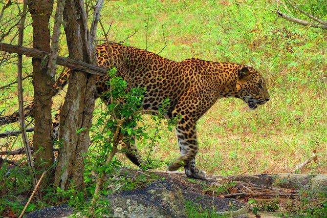 The Most Recommended Round Tour in Sri Lanka - Day 6: Ella’s two classic walks