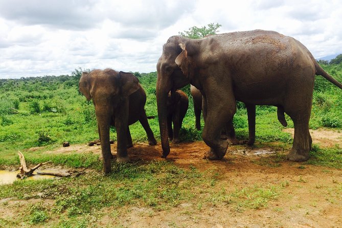 The Most Recommended Round Tour in Sri Lanka - Day 7: Ravana Falls and a Yala safari