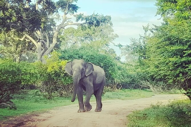 Tours and Transportation in Sri Lanka - What the $55 price really buys you