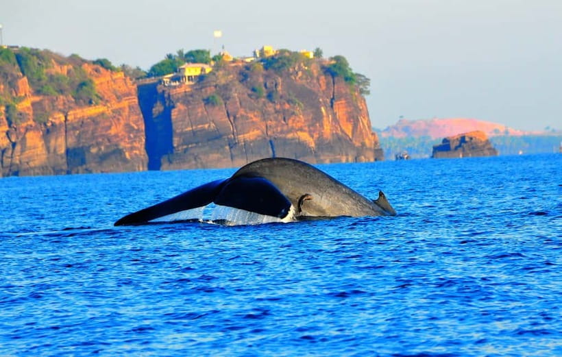 Trincomalee: Dolphin & Whale Watching Boat Tour - Key points to know before booking