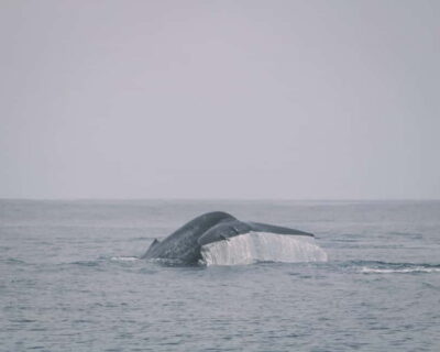Dolphin & Whale Watching Boat Tour