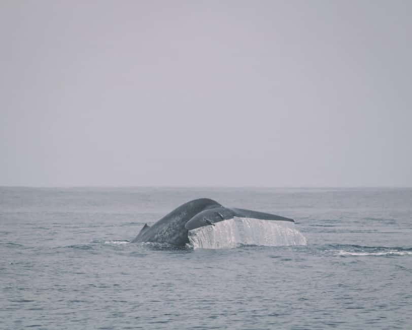Trincomalee: Dolphin & Whale Watching Boat Tour - The ride toward open water