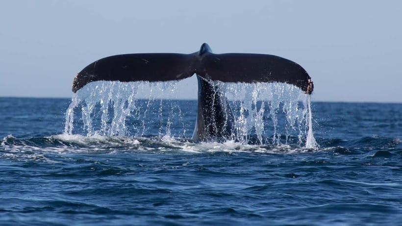 Trincomalee: Whale & Dolphin Safari Tour with Expert Guides - Setting out from Trincomalee harbor