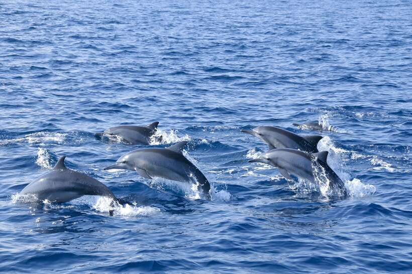 Trincomalee: Whale & Dolphin Safari Tour with Expert Guides - Searching for dolphins in the open sea