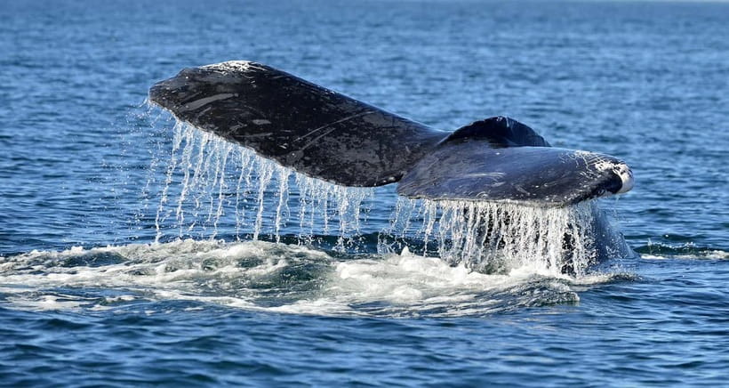 Trincomalee: Whale & Dolphin Safari Tour with Expert Guides - Turtles, flying fish, sharks, and seabirds