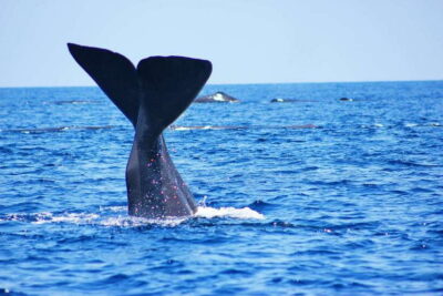 Whale & Dolphin Safari Tour with Expert Guides