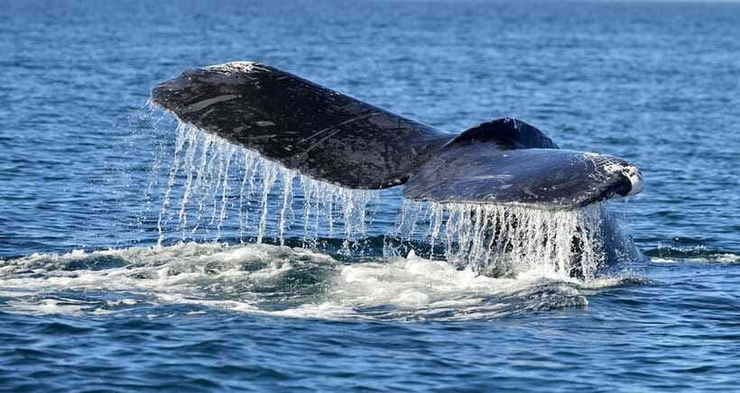 Trincomalee: Whale & Dolphin Safari Tour with Expert Guides - What $71 means for the value