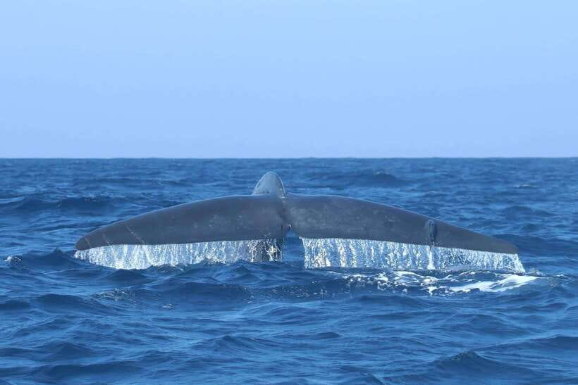 Trincomalee: Whale & Dolphin Safari Tour with Expert Guides - Booking flexibility and useful details