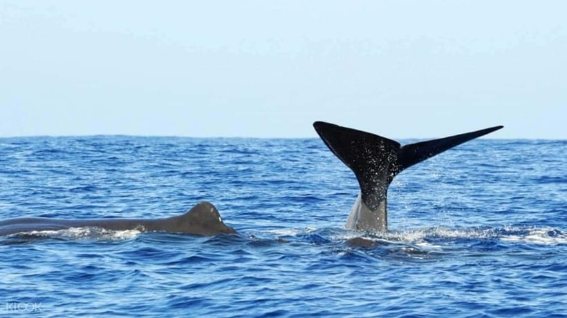 Trincomalee: Whale & Dolphin Safari Tour with Expert Guides - Should you book it?