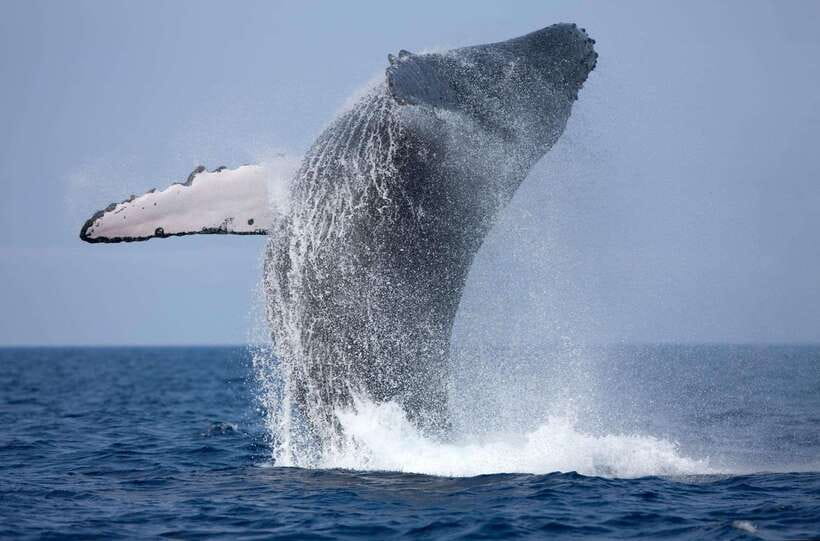 Trincomalee : Whale & dolphin watching +pigeon island tour - What the guide adds to the wildlife search