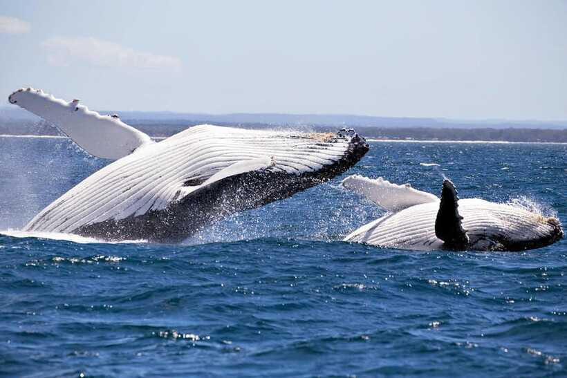 Trincomalee : Whale & dolphin watching +pigeon island tour - The transport plan and group size