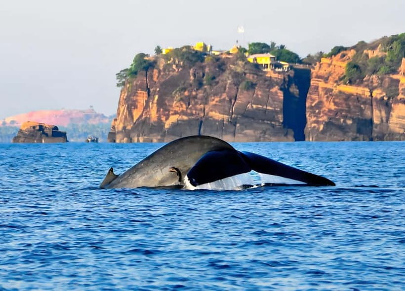 Trincomalee: Whales Watching and Navy Island Snorkeling Tour - FAQ