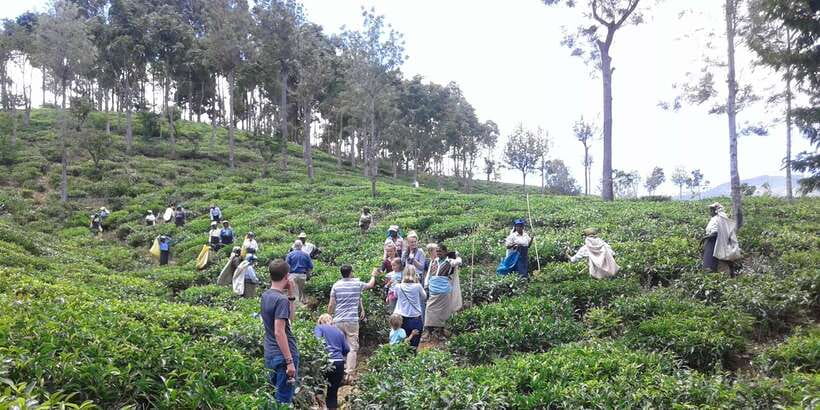 Tuk-Tuk Safari Liptons seat,Tea Fields Hike,TeaFactory Tour - Why the Guide Makes a Difference