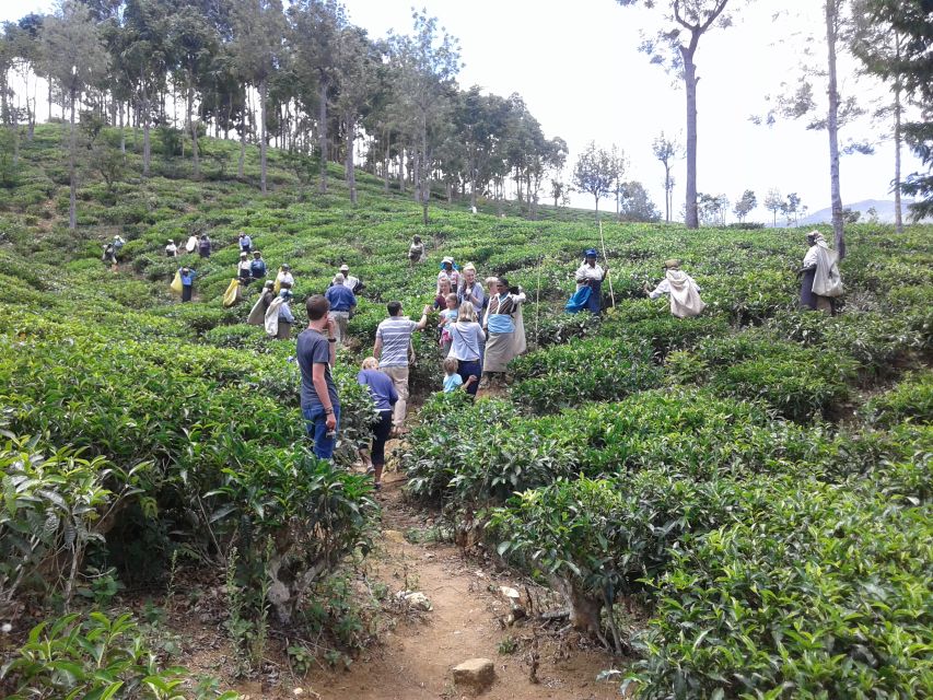 Tuk-Tuk Safari Liptons seat,Tea Fields Hike,TeaFactory Tour - Who Will Enjoy This Day Most?