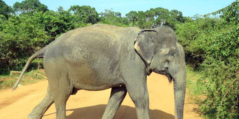Udawalawa National Park - 4<em>4 Private Safari Jeep Tour – Key points to know before booking’ /></p>
<ul>
<li><strong>More than 600 elephants are associated with Udawalawe National Park</strong>, making elephant sightings the main reason to come.</li>
<li><strong>The private jeep lets you set the pace</strong>, instead of following a group tour’s fixed stops.</li>
<li><strong>The $19 price covers the vehicle, guide, and transfers</strong>, but park entry of about $36 is extra.</li>
<li><strong>The tour lasts three hours</strong>, with pickup and return in the Udawalawe area.</li>
<li><strong>An English-speaking guide leads the drive</strong>, and one guide named Hansafa is noted for being attentive and flexible.</li>
<li><strong>Birdwatchers have plenty to look for</strong>, with more than 200 bird species recorded in the park.</li>
</ul>
<h2>Why Udawalawe is a strong choice for elephants</h2>
<p><img width="820" height="410" decoding="async" src=