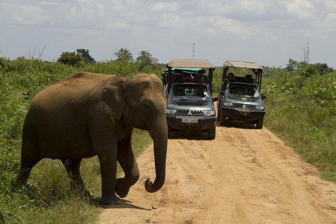UDAWALAWA National Park ALL INCLUSIVE Tour with PICK UP INCLUDED - Choosing between a morning, afternoon, and full day