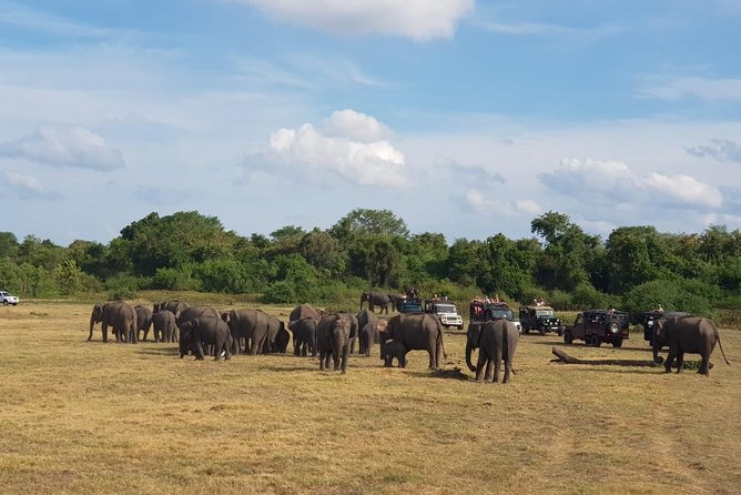 Udawalawa National Park Day Tour - The early pickup from Kalutara matters
