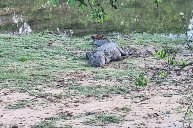 Udawalawa National Park Day Tour - Families, fitness, and the pace of the day